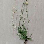 Crepis capillaris Облик