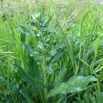 Echium plantagineum Yeri