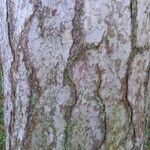 Pinus nigra Bark