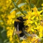 Solidago speciosa Blomma