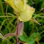 Rhinanthus alectorolophus Meyve