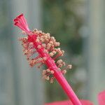 Hibiscus coccineus ফুল