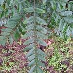 Rhus copallinum Levél