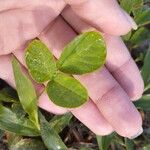 Desmodium incanum Leaf