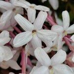 Jasminum polyanthum Flower
