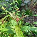 Spiraea japonica Blomst