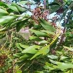 Acacia auriculiformis Levél