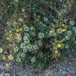 Matricaria chamomilla Flower