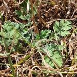 Parthenium hysterophorus Feuille