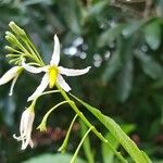 Solanum bahamense Blomma