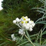 Anaphalis margaritacea Flor