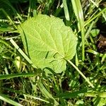 Physalis heterophylla Foglia