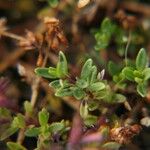Thymus longicaulis 葉