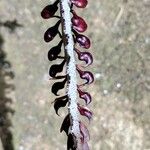 Bulbophyllum colubrinum