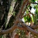 Platycladus orientalis Bark