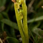 Botrychium simplex Fruit