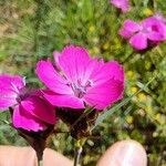 Dianthus carthusianorum花