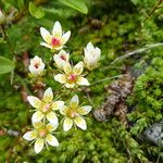 Saxifraga bryoides Fleur