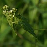 Mikania micrantha Blomst