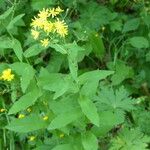 Hieracium prenanthoides Habitatea