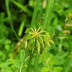 Coronilla varia Frucht