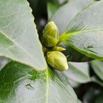 Camellia sasanqua autre