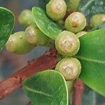 Ficus lingua Fruto