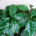 Coffea arabica List