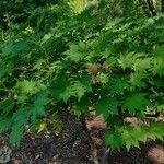 Acer pseudosieboldianum Folha