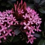 Ixora coccineaFlower