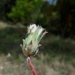 Taraxacum obovatum Blüte