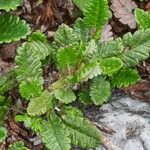 Dryas octopetala Leaf