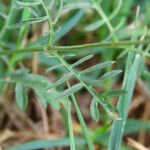 Scabiosa atropurpurea 葉