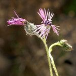 Volutaria tubuliflora Flor