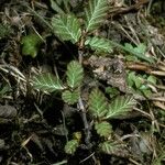 Nothofagus pumilio Habitat