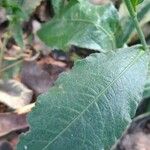Elephantopus elatus Hoja