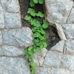 Hydrocotyle leucocephala Leaf