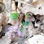 Corydalis solidaFlor