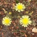 Andryala integrifolia Flor