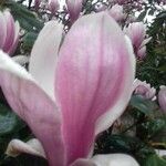Magnolia x soulangeana Kwiat