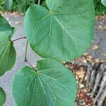 Cercis occidentalis Hostoa