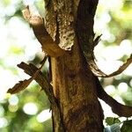 Aglaia elaeagnoidea Rhisgl
