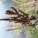 Rumex crispusVaisius