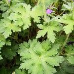 Geranium ibericum Yaprak