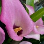 Zantedeschia rehmanniiMuu