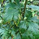 Aconitum variegatum Hoja