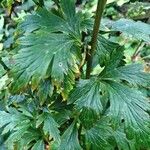 Aconitum variegatum Blatt