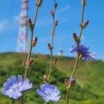 Cichorium endiviaKvět