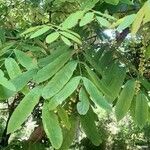 Pterocarya fraxinifolia Fulla