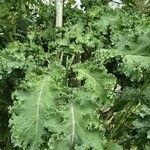 Crambe maritima Leaf